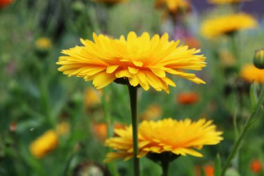 Calendula officinalis, kadife çiçeği. Turuncu çiçek.