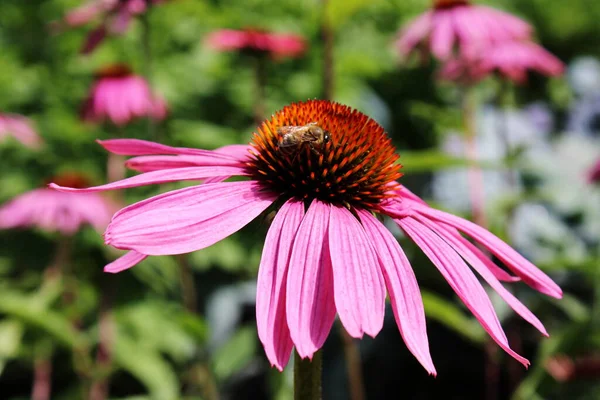 Arılı Echinacea purpurea. Çiçek açan. İlaç fabrikası..