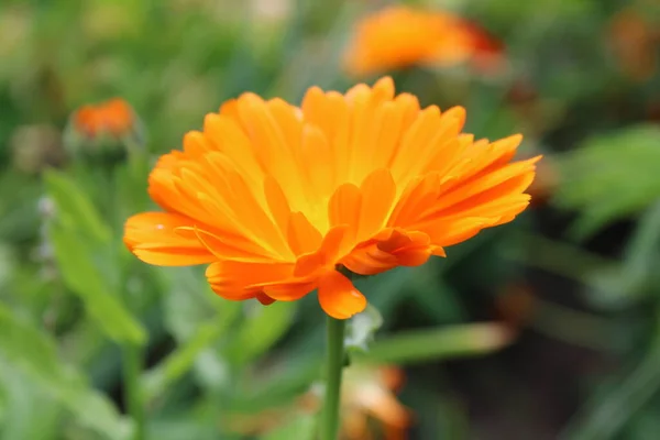 Calendula officinalis, kadife çiçeği. Turuncu çiçek.