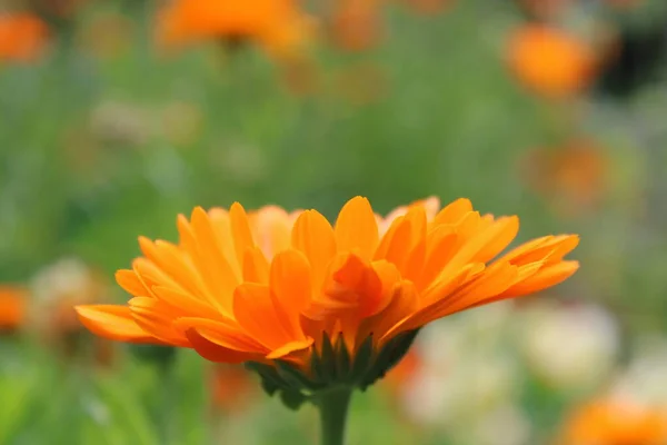 Calendula officinalis, kadife çiçeği. Turuncu çiçek.