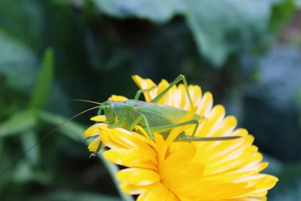 Calendula officinalis, the pot marigold and grasshopper.