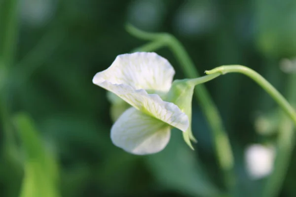 デリケートな白エンドウ豆の花 — ストック写真