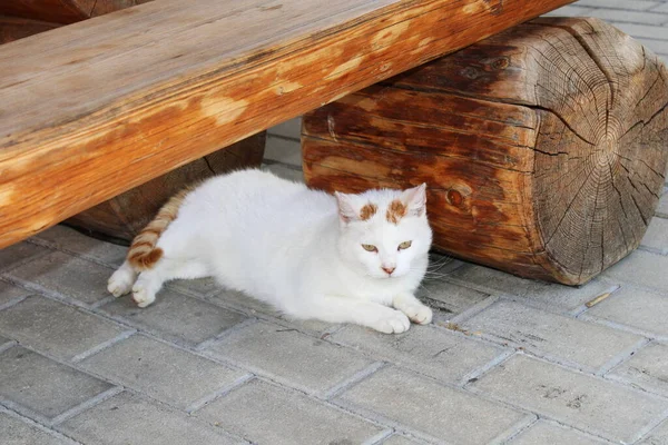 Kedi ahşap bankın altında yatıyor.. 