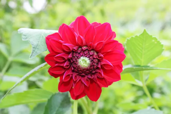 Piros Virágzó Cinnia Virág Kerti Virág — Stock Fotó