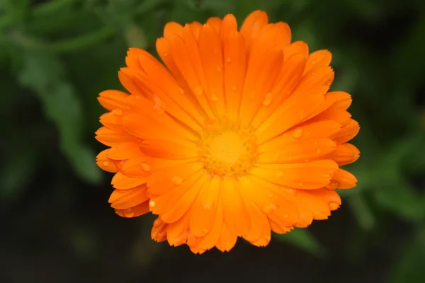 Calendula 锅里的Marigold 盛开的橙花 — 图库照片