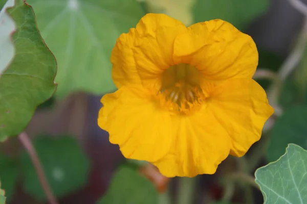 Κίτρινο Λουλούδι Ναστούρτιου — Φωτογραφία Αρχείου