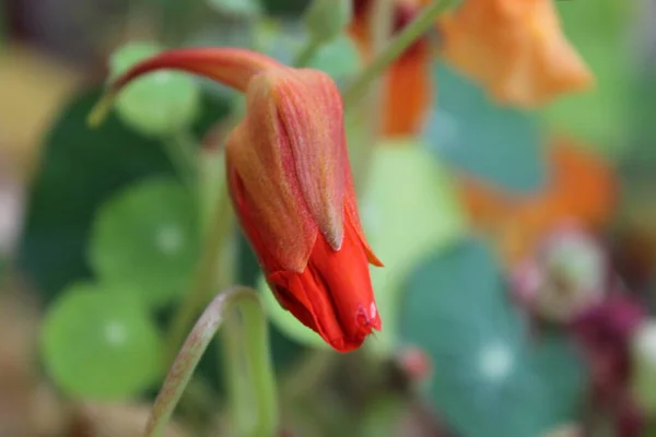 Помаранчева Квітка Настурції Квітковий Бутон — стокове фото