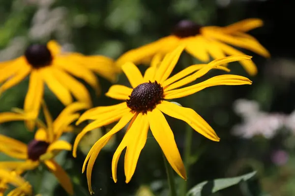 Güzel sarı çiçekli rudbeckia. Bahçe çiçeği.