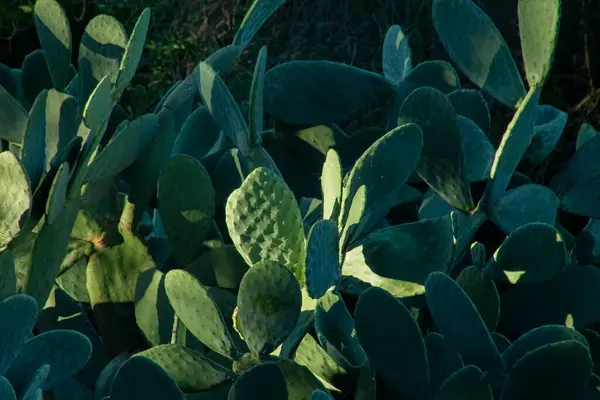 Roma, İtalya, Aralık 2023: Yeşil Tavşan kulaklı kaktüsün manzara fotoğrafı. 