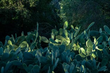 Rome, Italy, December, 2023: Landscape photo of green Bunny ears cactus.  clipart