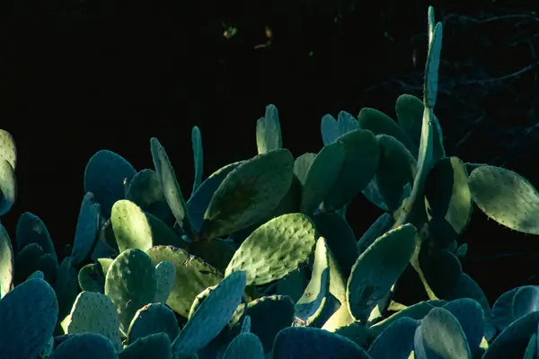 Roma, İtalya, Aralık 2023: Yeşil Tavşan kulaklı kaktüsün manzara fotoğrafı. 