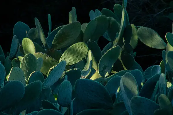 Roma, İtalya, Aralık 2023: Yeşil Tavşan kulaklı kaktüsün manzara fotoğrafı. 