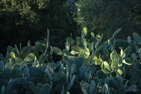 Roma, İtalya, Aralık 2023: Yeşil Tavşan kulaklı kaktüsün manzara fotoğrafı. 