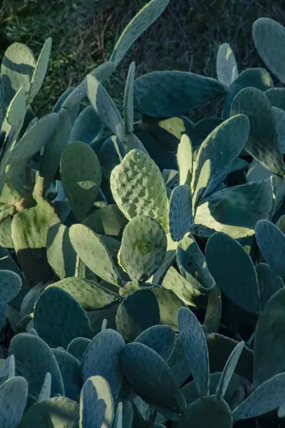 Roma, İtalya, Aralık 2023: Yeşil Tavşan kulaklı kaktüsün manzara fotoğrafı. 