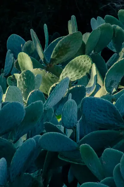 Roma, İtalya, Aralık 2023: Yeşil Tavşan kulaklı kaktüsün manzara fotoğrafı. 