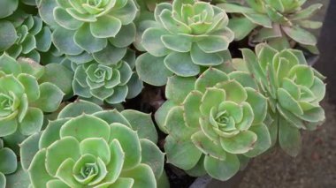 Manchester, İngiltere 'de sulu bir Aeonium Haworthii' nin yakın plan çekimi, kırmızı kenarlı ve hassas soluk sarı ya da pembe çiçeklerle donatılmış et rengi gri-yeşil yapraklar içeriyor..