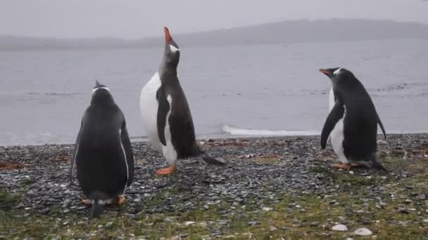 Aves Antárticas Vista Cerca Grupo Pingüinos Rey Aptenodytes Patagonicus Pie — Vídeo de stock