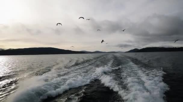 파타고니아 호수를 항해하는 남기고 십시오 지평선에 무리의 갈매기들 이배를 따라가고 — 비디오