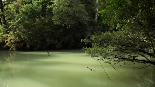 Вид Поток Воды Протекающий Через Зеленый Лес Пуэрто Блест Барилоче — стоковое видео