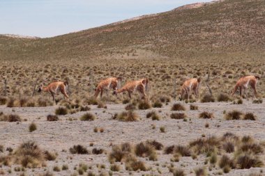 Ve bir de vahşi yaşam. Guanacos sürüsü dağlardaki altın çayırlarda otluyor..