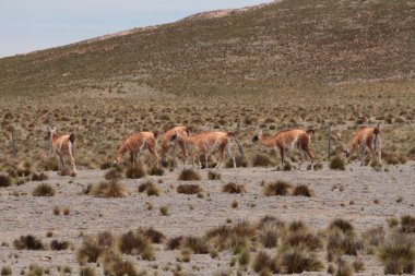 Çölde yürüyen bir grup vahşi hayvan. 
