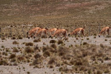 Ve bir de vahşi yaşam. Guanacos sürüsü dağlardaki altın çayırlarda otluyor..