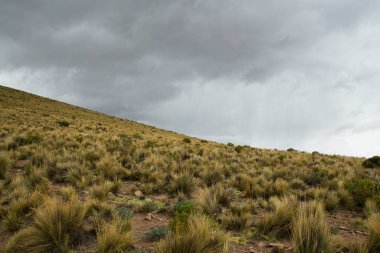 And Dağları 'ndaki yeşil bitki örtüsü.  