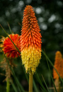 Egzotik Bıçak Uvari ya da Red Hot Poker Bitkisi, baharda açan çiçekler