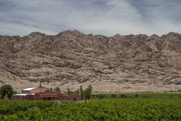 Agriculture. Wine cellar in the mountains. View of the vineyard, grapevines, red cottage and sandstone rocky hills in the background.