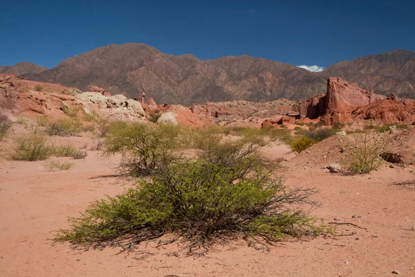 Wüstenlandschaft Blick Auf Einen Grünen Strauch Auf Dem Trockenen Sand — Stockfoto