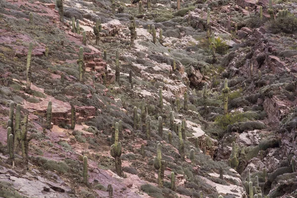 自然背景和模式 阿根廷胡胡胡伊Humahuaca峡谷红岩悬崖的闭合视图 沙漠中的植物 如巨大的仙人掌 生长在山岩中 — 图库照片