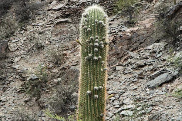 Floro Obří Pouštní Kaktusové Rostliny Echionpsis Atacamensis Poušti Horách — Stock fotografie