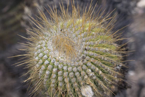 砂漠の植物 アルチプラノ植物 サボテン 巨大なサボテンEchinopsis Atacamensisのクローズアップビュー 別名カードン 長いと鋭いとげを持つ新しい緑色のバレル形状の子孫として知られています — ストック写真