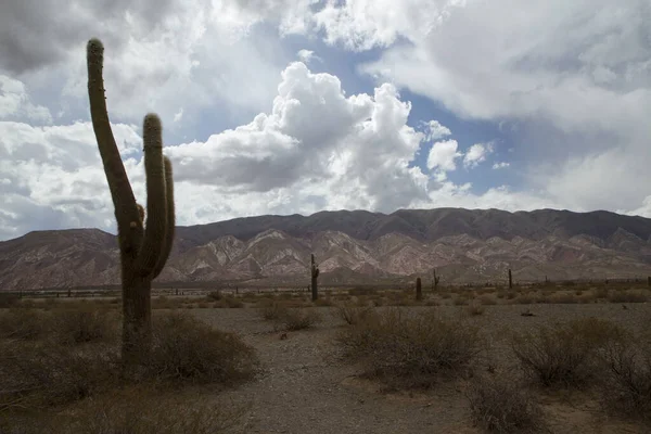 Gigantyczny Pustynny Kaktus Atakamensis Echinopsis Pustyni Kolorowe Wzgórze Tle — Zdjęcie stockowe