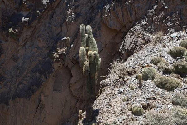 异族植物 在干旱的沙漠中生长着巨大的仙人掌仙人掌 Cardon 阿根廷Jujuy Tilcara的岩石峡谷环境 — 图库照片