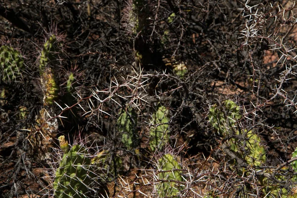 Textura Natural Padrão Flora Exótica Vista Perto Arbusto Espinhoso Cacto — Fotografia de Stock