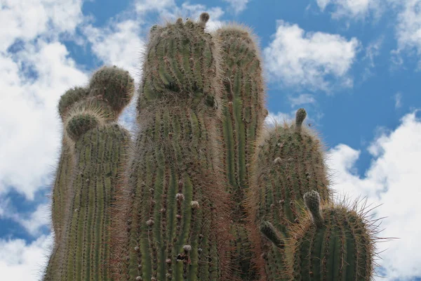 Flora Riesige Wüstenkakteen Echionpsis Atacamensis Der Wüste Und Den Bergen — Stockfoto