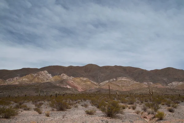 Pustynny Krajobraz Widok Kolorowe Wzgórze Pustyni Roślinność Gigantyczny Kaktus Atakamensis — Zdjęcie stockowe