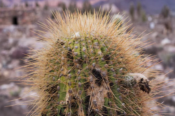 Flora Plantas Cacto Deserto Gigantes Echionpsis Atacamensis Deserto Nas Montanhas — Fotografia de Stock