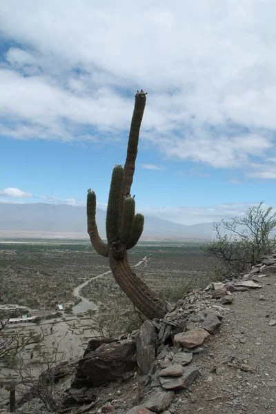 Flora Giganti Piante Cactus Del Deserto Echionpsis Atacamensis Nel Deserto — Foto Stock