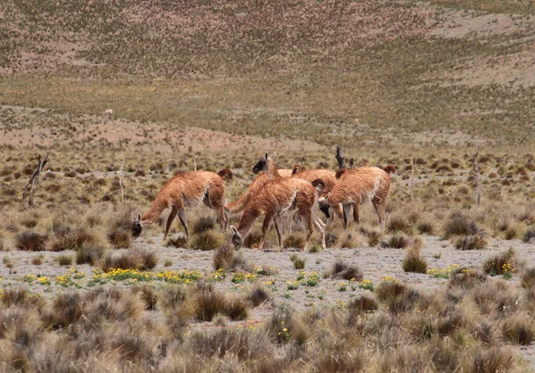 Stock image Andean wildlife. Herd of Guanacos grazing in the golden grassland in the mountains.