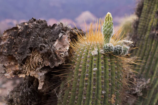 砂漠の植物 巨大なサボテン 砂漠で成長して 地元の人々によってカードとして知られているエチノスピスAtacamensisサボテンのクローズアップビュー 黄色の鋭いとげと花芽 — ストック写真