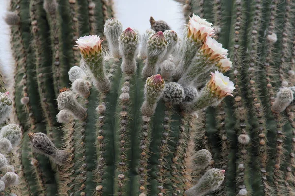 Egzotikus Flóra Közelkép Óriás Kaktusz Echinopsis Atacamensis Közismert Nevén Cardon — Stock Fotó