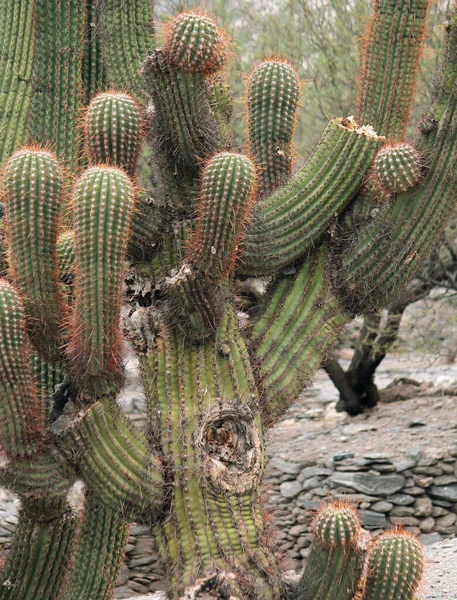 弗洛拉巨大的沙漠仙人掌植物 在沙漠和山中的仙人掌 — 图库照片