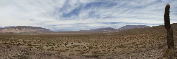Trostlose Landschaft Panoramablick Auf Die Trockene Wüste Sand Riesigen Kaktus — Stockfoto