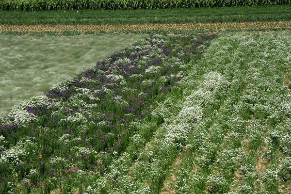Vista Ângulo Alto Flores Florescendo Bonitas Campo Verde — Fotografia de Stock