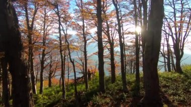 Idyllic sonbahar ormanı. Gün batımında dağdaki Nothofagus ağaçlarının manzarası. Saklanan güneş bir mercek patlaması yaratır. Bitkilerin yapraklarında güzel sonbahar renkleri.