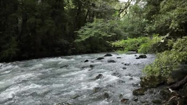 プエルトブラスト バリローチェ パタゴニアの緑の森を流れる氷河の水の川の眺め — ストック動画