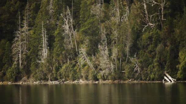 Спокойный Пейзаж Вид Спокойное Озеро Лес Горы — стоковое видео