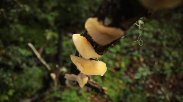 Botanical Closeup View Colorful Yellow Mushrooms Growing Tree Trunk Forest — Stock Video